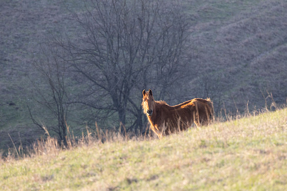 Wild Horese-11