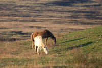 Wild Horese-7