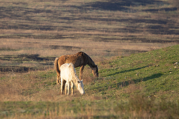 Wild Horese-7