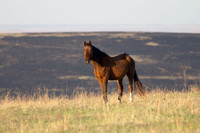 Wild Horese-12