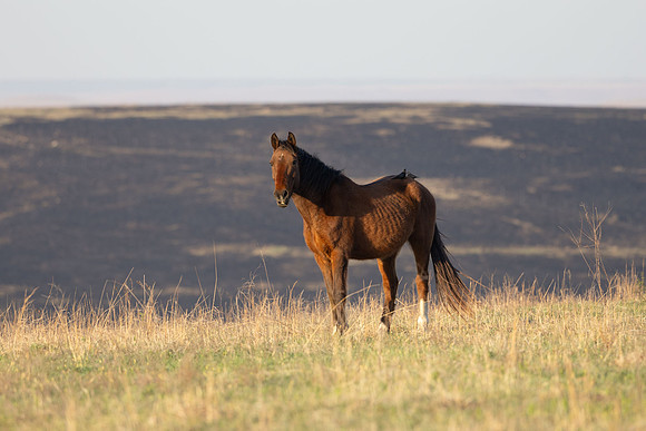 Wild Horese-12