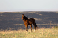 Wild Horese-15