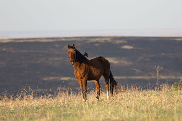 Wild Horese-15