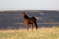 Wild Horese-13