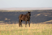 Wild Horese-16