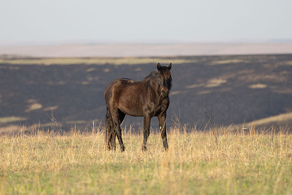 Wild Horese-16