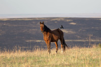 Wild Horese-14