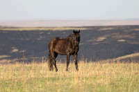 Wild Horese-17