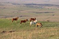 Wild Horese-18