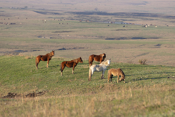 Wild Horese-18