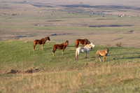 Wild Horese-19