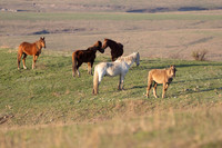 Wild Horese