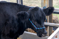 Wyandotte County Fairgrounds -7