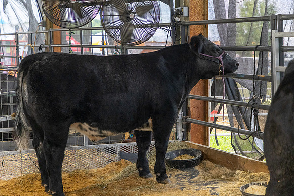 Wyandotte County Fairgrounds -6