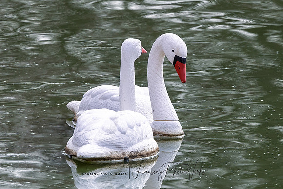Swans-18