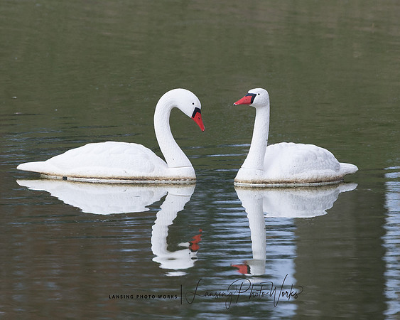 Swans-9