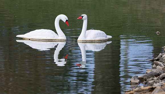 Swans-6