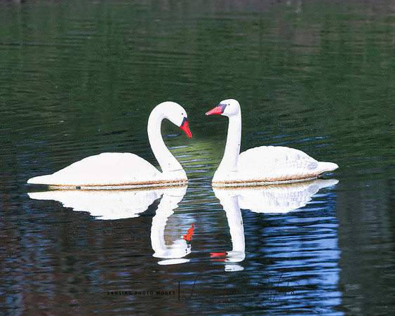 Swans-3