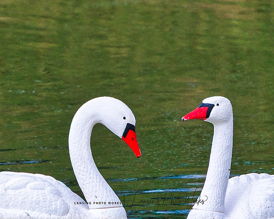 Swans-7