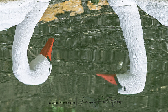Swans-26