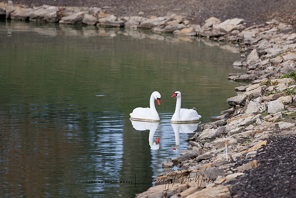 Swans-13
