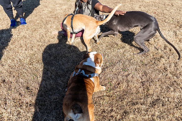 DogPark2023-7