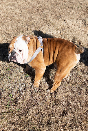 DogPark2023-8