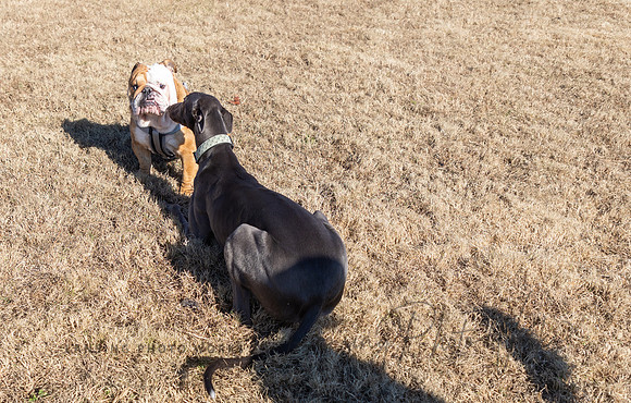 DogPark2023-9