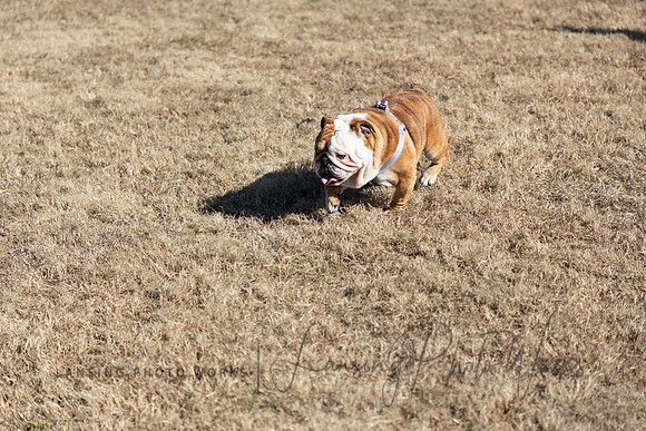 DogPark2023-13