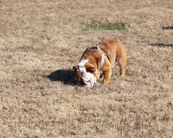 DogPark2023-12