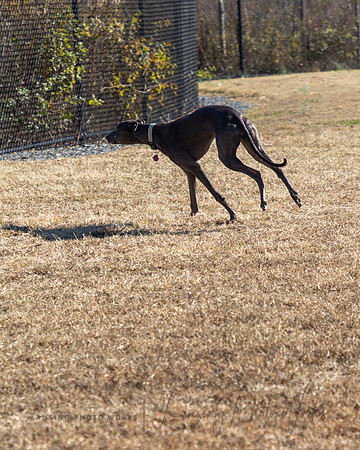 DogPark2023-15