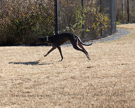 DogPark2023-16