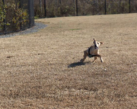 DogPark2023-18