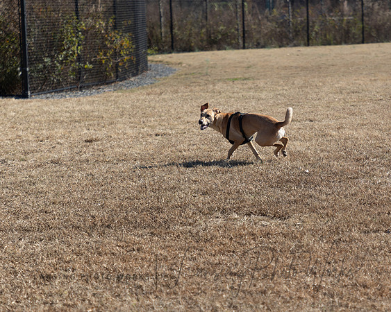 DogPark2023-17