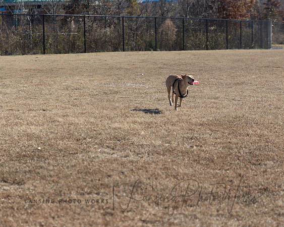 DogPark2023-19