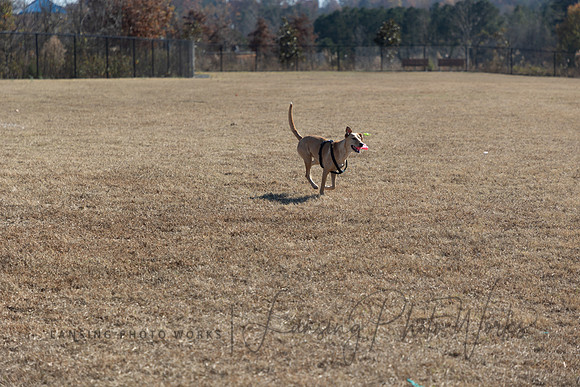 DogPark2023-20