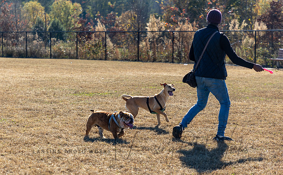 DogPark2023-22