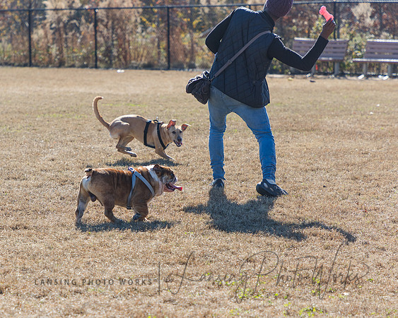 DogPark2023-23