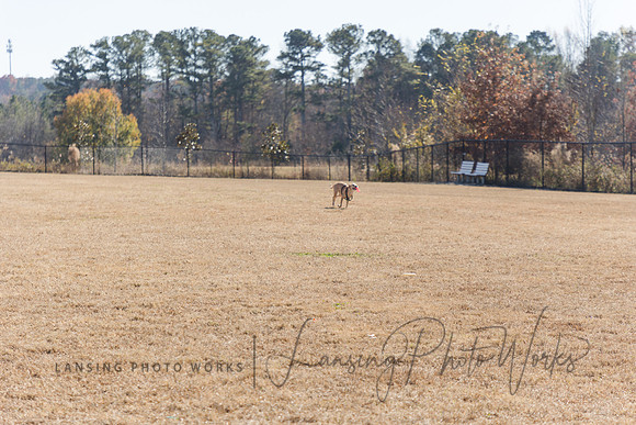 DogPark2023-25