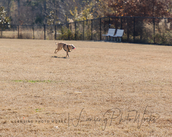 DogPark2023-26