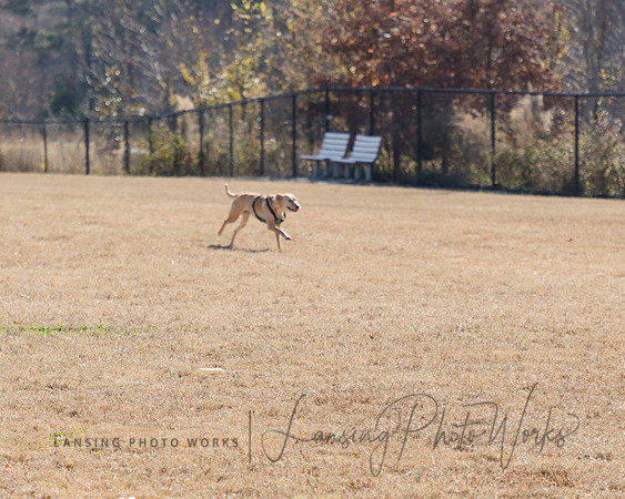 DogPark2023-27