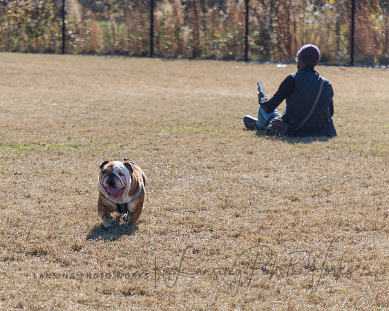 DogPark2023-28