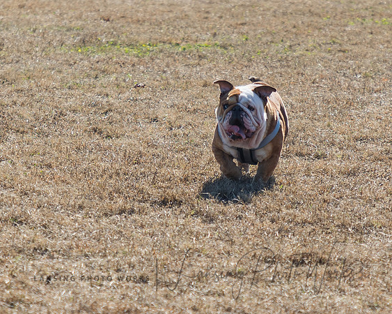 DogPark2023-29