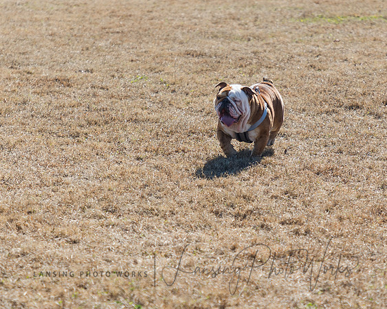 DogPark2023-30