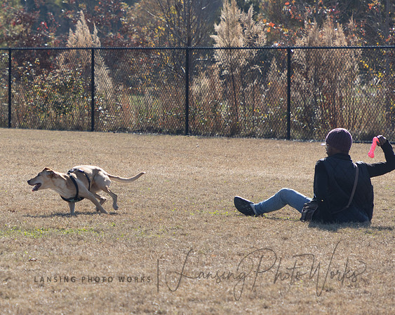 DogPark2023-31