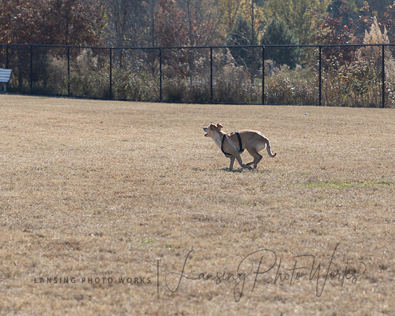 DogPark2023-32