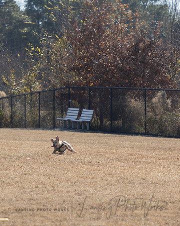 DogPark2023-33