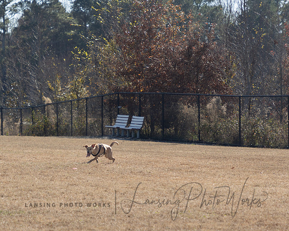 DogPark2023-34
