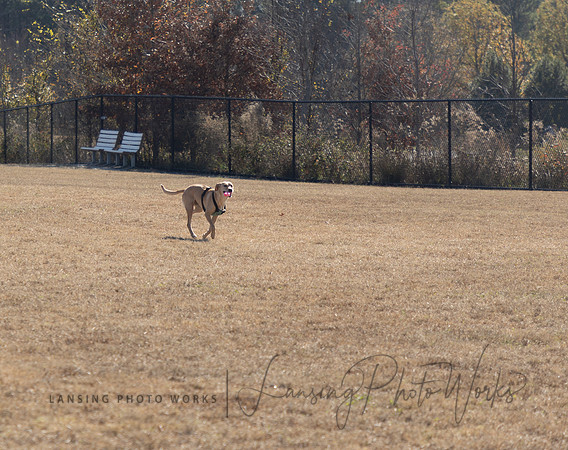 DogPark2023-35