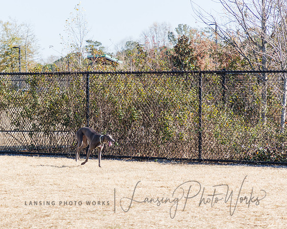 DogPark2023-46